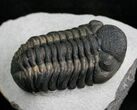 Top Quality Phacops Trilobite #7137-2
